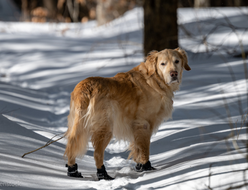 Cold Walks